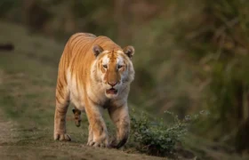 Informasi Photografer : Mengapa harimau ‘emas’ langka yang difoto di India membuat para pelestari lingkungan khawatir
